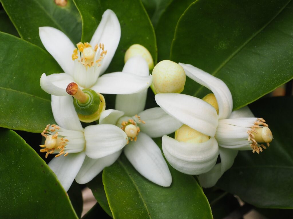 From Queen Victoria to Niche Perfumes: The Timeless Allure of Orange Blossom